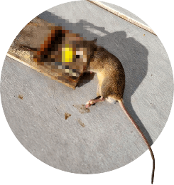 Get Rid of Rodents Without The Mess