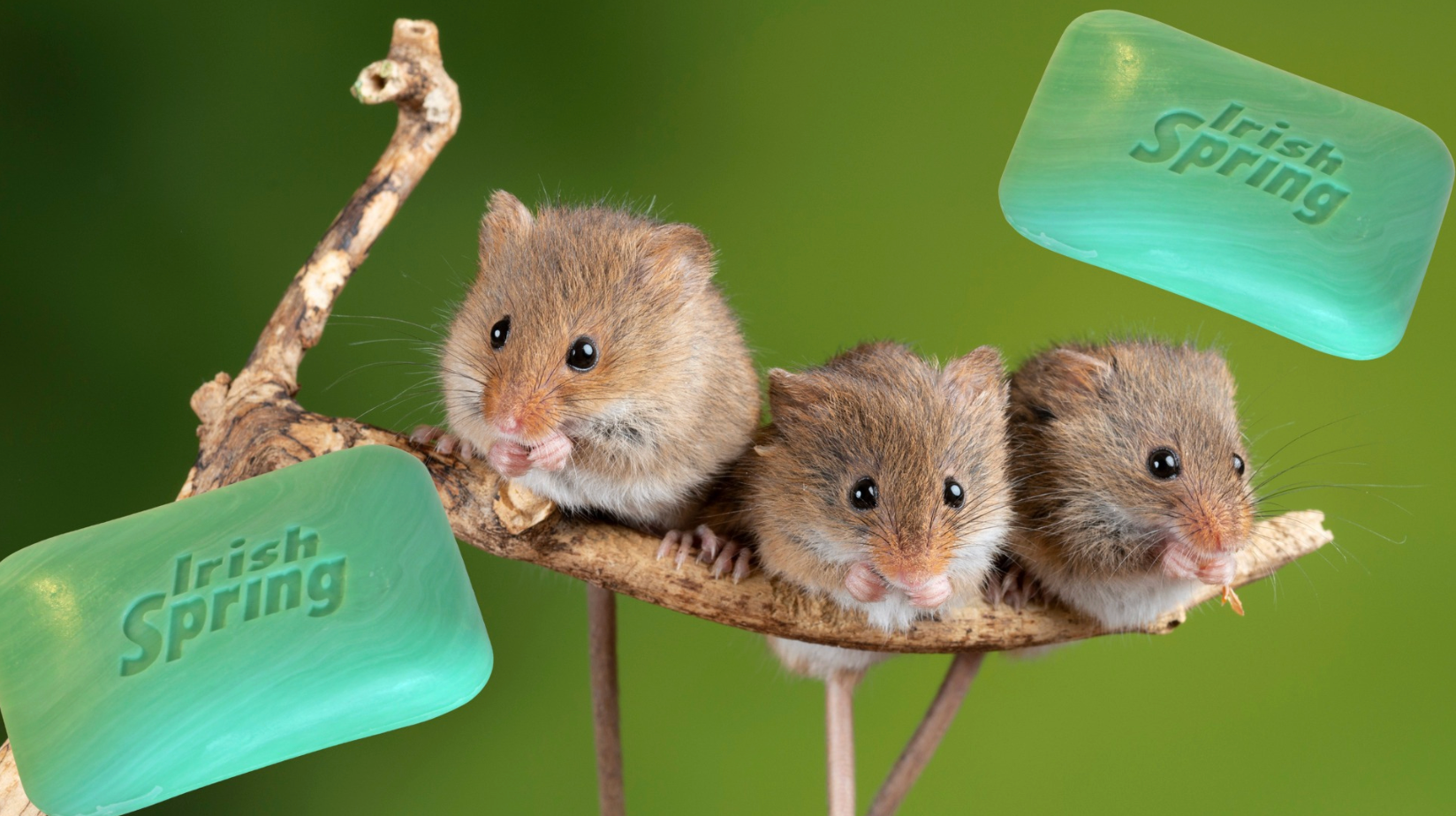 5 Reasons Irish Spring Soap Doesn't Work, But This Does..
