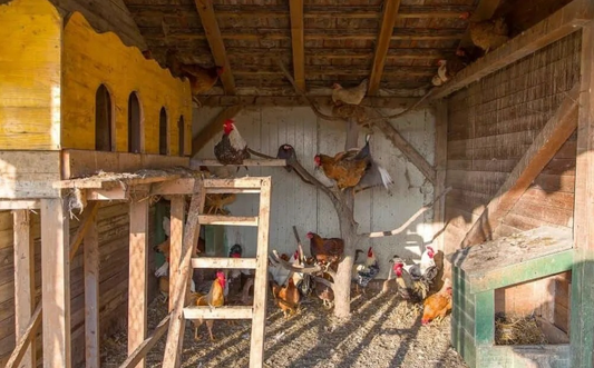 5 Reasons Mouse Repellent Pouches Are the #1 Choice for Chicken Coops