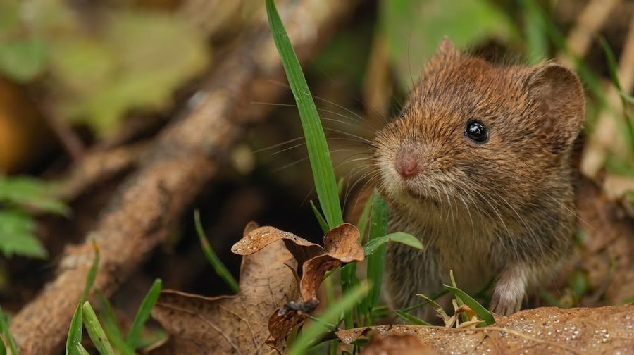 5 Reasons Homeowners Rely on Vole Repellent Pouches in 2026