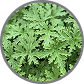 Citronella Oil