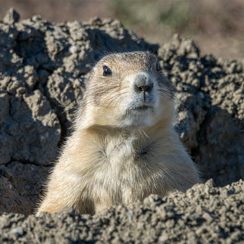 5 Reasons to Rely on Gopher Repellent Pouches In 2026