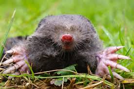 6 Reasons Homeowners Rely on Mole Repellent Pouches in 2026