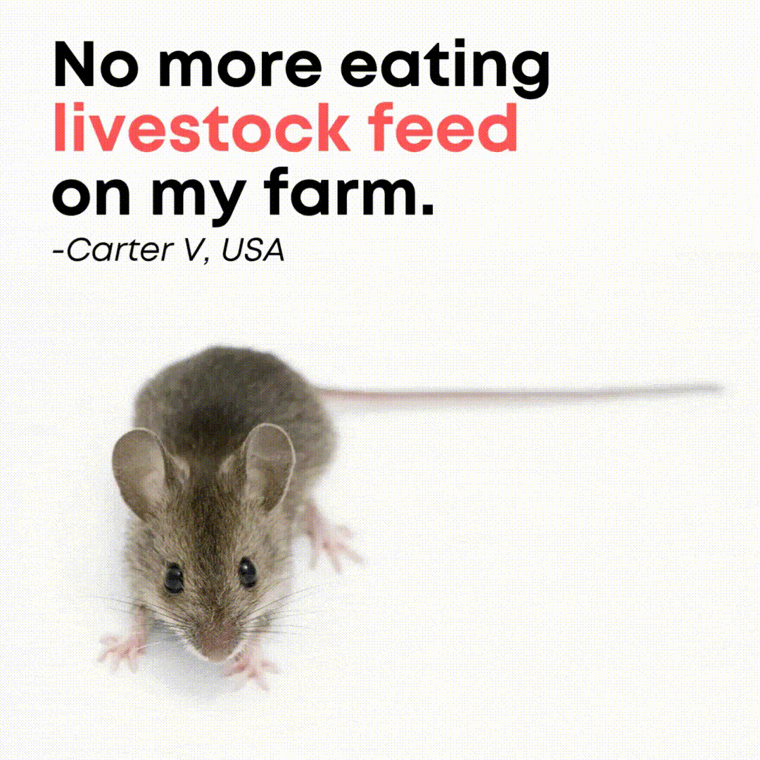 5 Reasons Mouse Repellent Pouches Are the #1 Choice for Chicken Coops