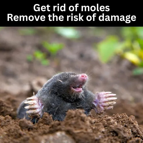 Safe Around Kids, Pets & Gardens