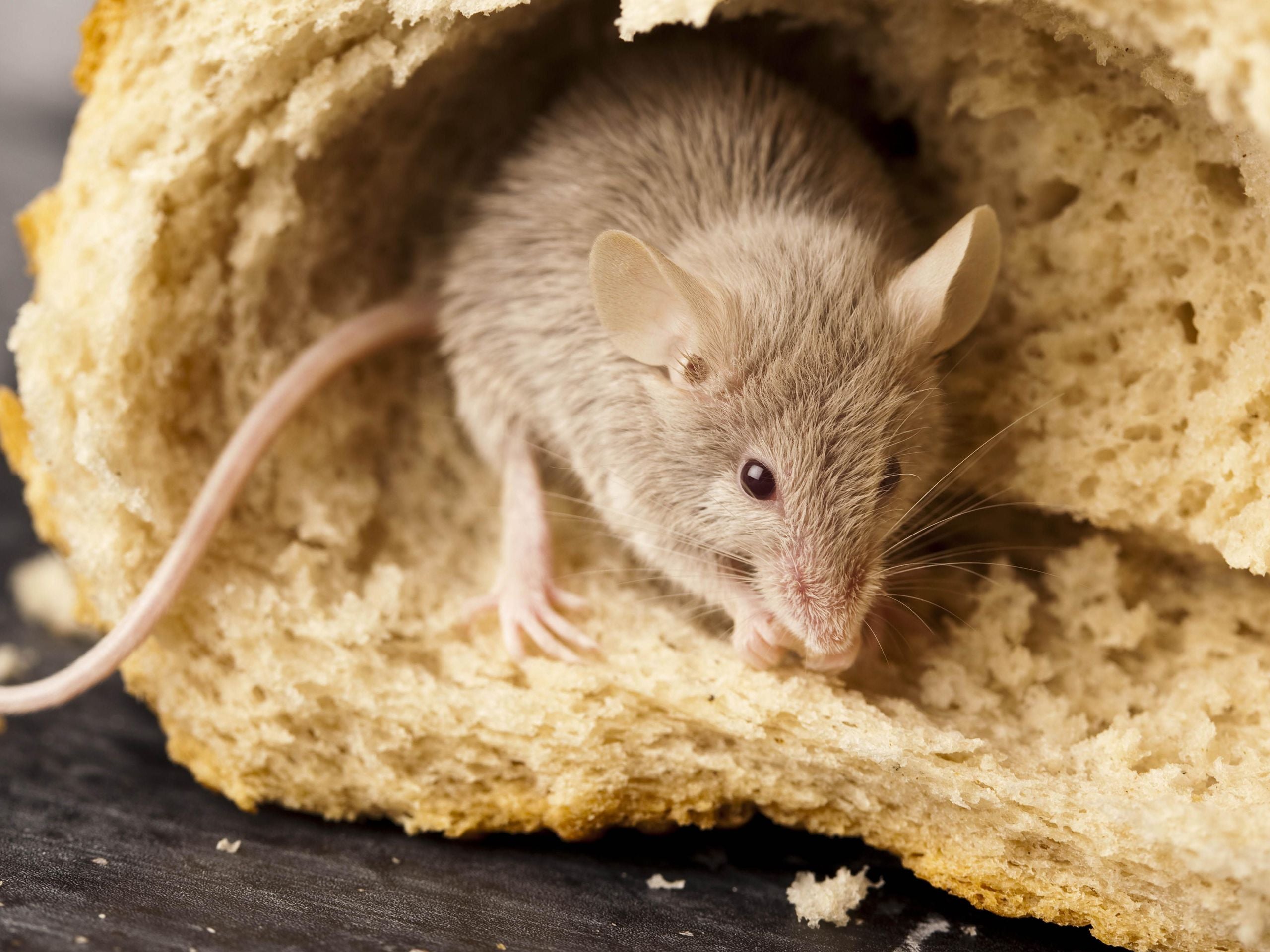 Stuff Rodent Homepage-1 – SoFyre