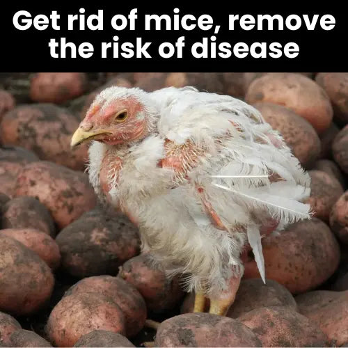 5 Reasons Mouse Repellent Pouches Are the #1 Choice for Chicken Coops