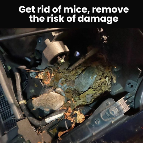 4. Safe Around Kids, Pets & Livestock