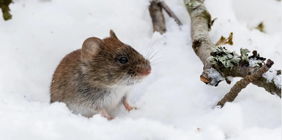 5 Reasons Mouse Repellent Pouches Are the #1 Choice for Home Owners this Winter