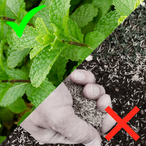 2. Four Active Ingredients vs. Their One or Two