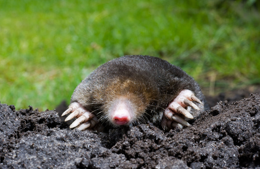 5 Reasons Homeowners Rely on Mole Repellent Pouches In 2026
