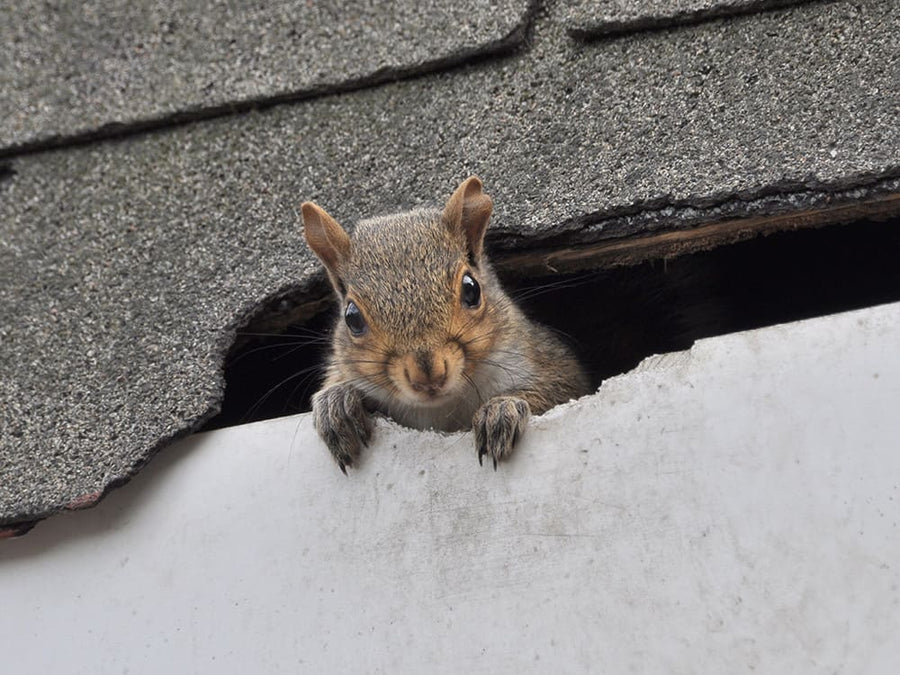 5 Reasons Homeowners Rely on Squirrel Repellent Pouches In 2026