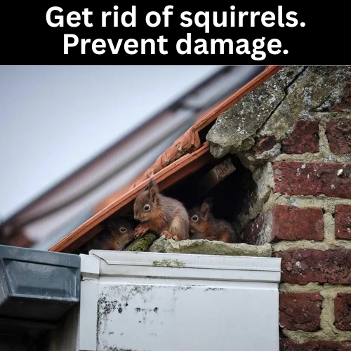 4. Safe Around Kids, Pets & Gardens