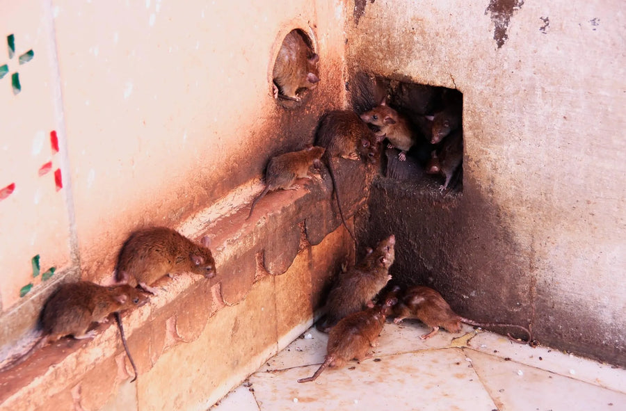 5 Reasons Homeowners Rats Repellent Pouches In 2026