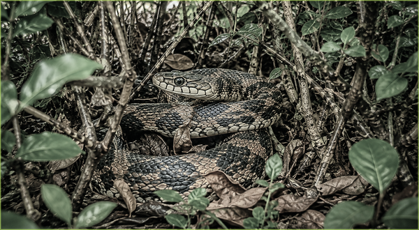 Snakes Avoid Treated Areas